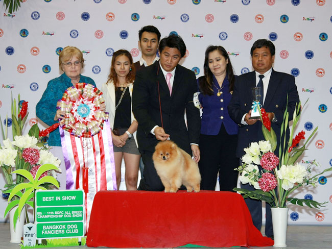 TH.CH.PUPPY LOVE'S PINK PANTER